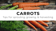 Growing & Caring for Carrots