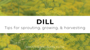 Growing & Caring for Dill