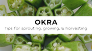 Growing & Caring for Okra
