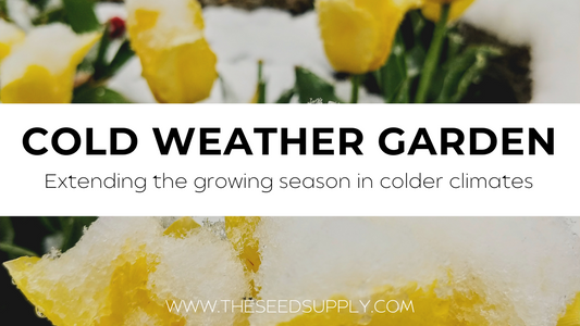 Extending Growing Seasons in Colder Climates