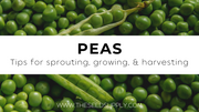 Growing & Caring for Peas