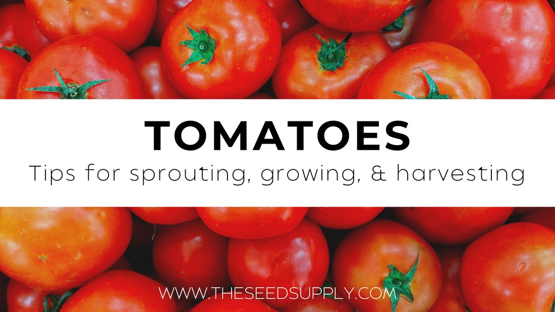 Growing & Caring for Tomatoes