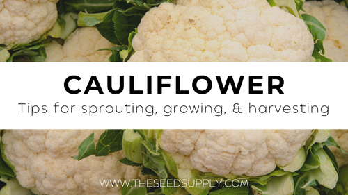 Growing & Caring for Cauliflower