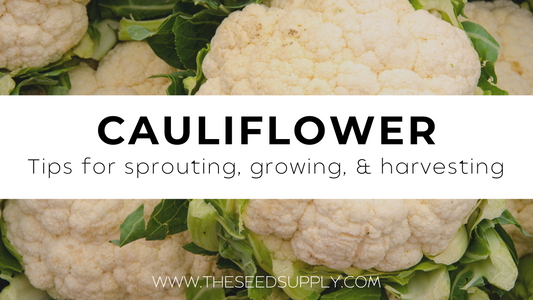 Growing & Caring for Cauliflower