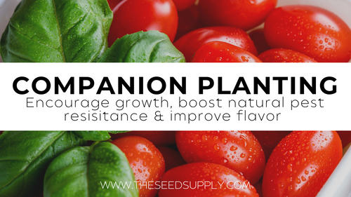 Companion Planting in the Garden