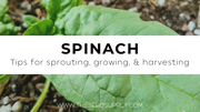 Growing & Caring for Spinach