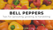Growing & Caring for Bell Peppers