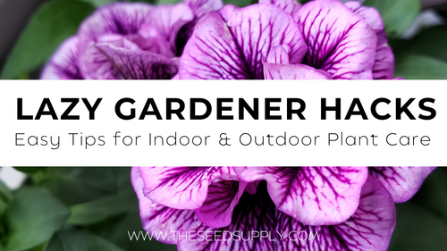 Lazy Gardener Hacks: Easy Tips for Indoor and Outdoor Plant Care
