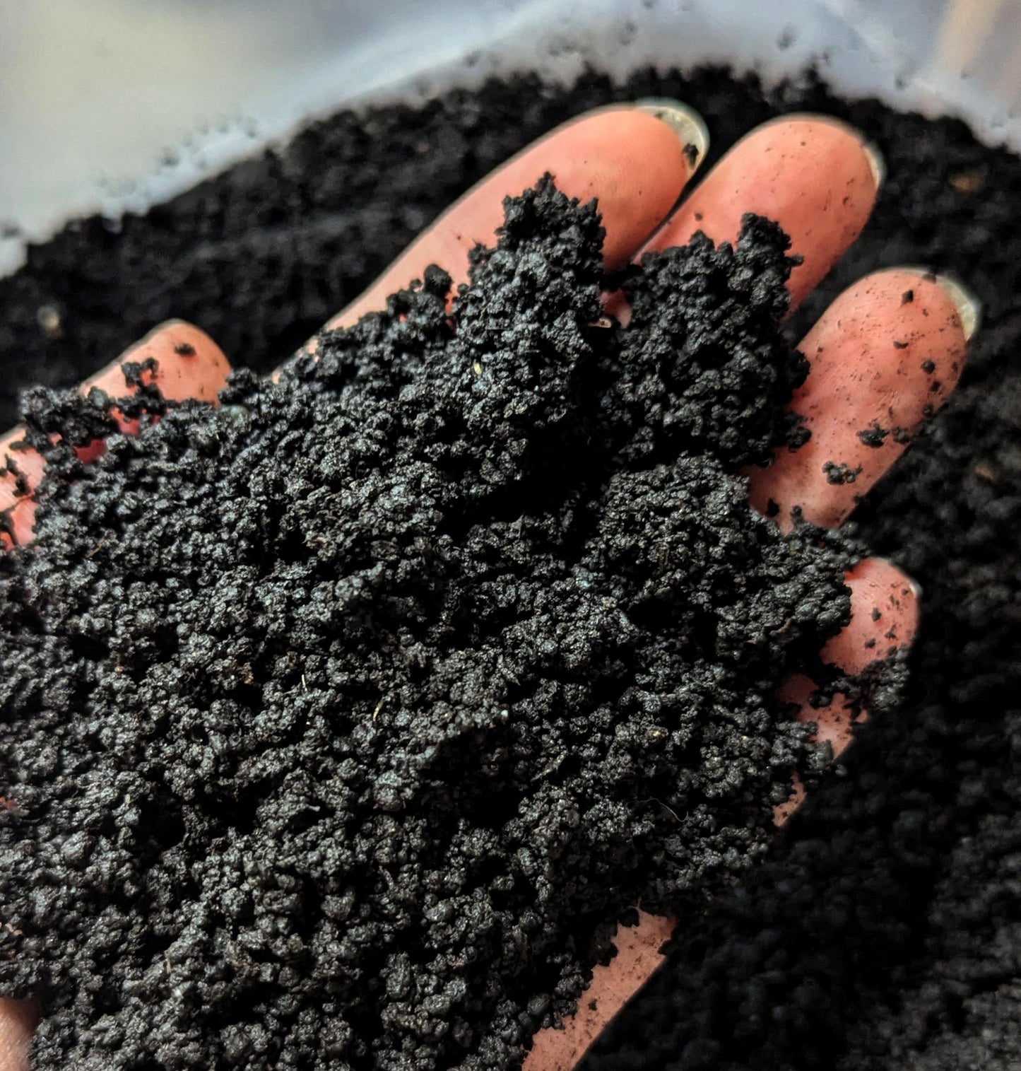 Hand holding a clump of worm castings