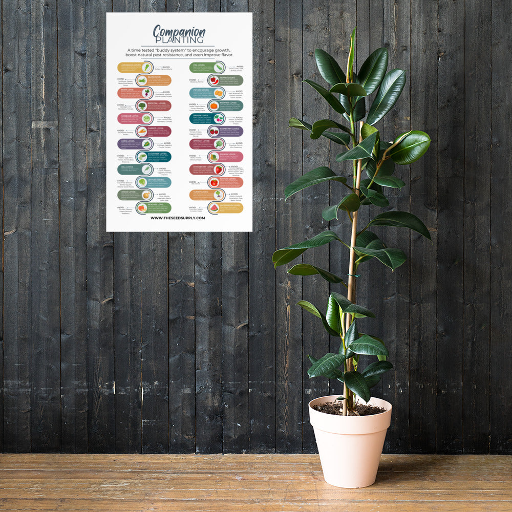 Companion Planting Poster