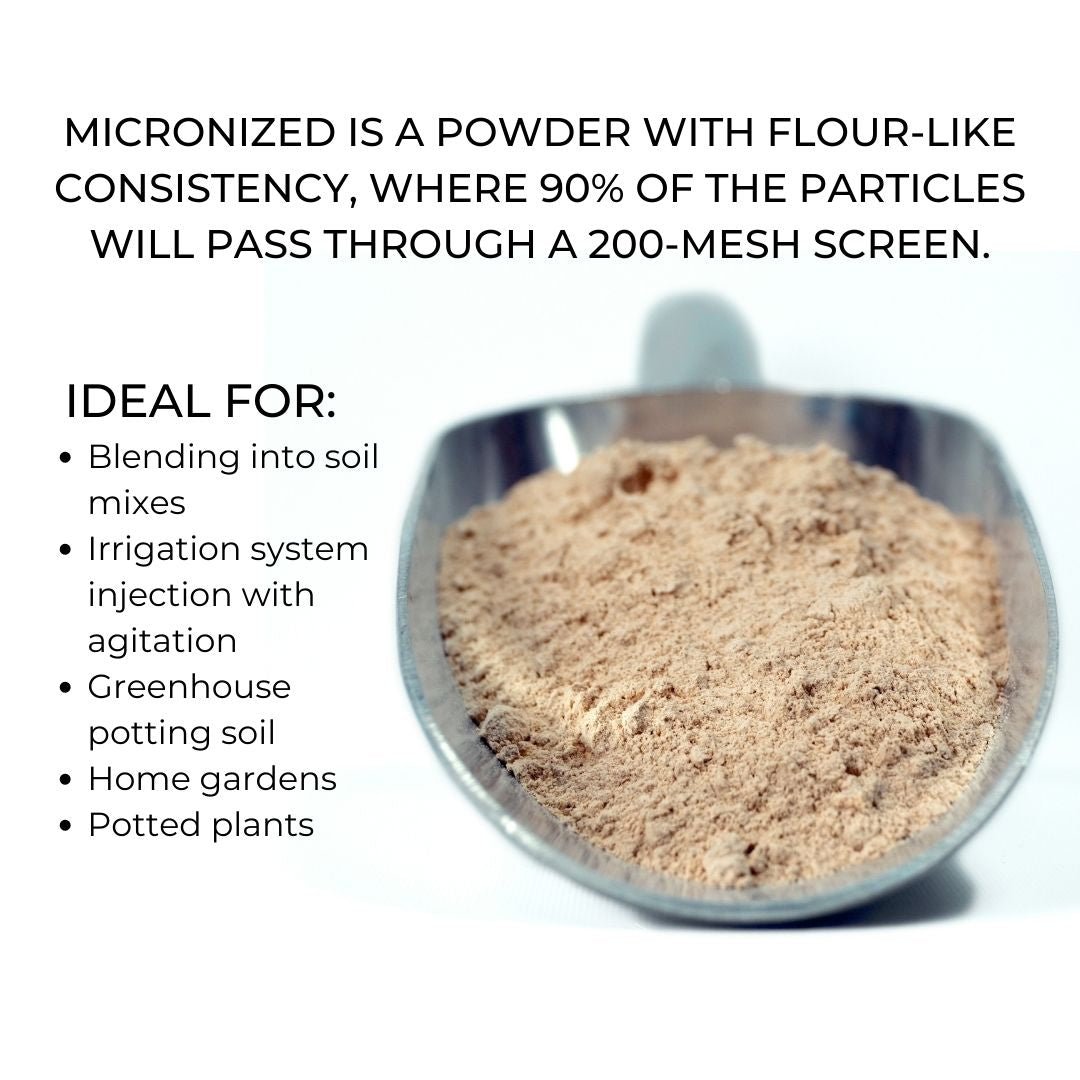 Measuring scoop of micronized Azomite powder