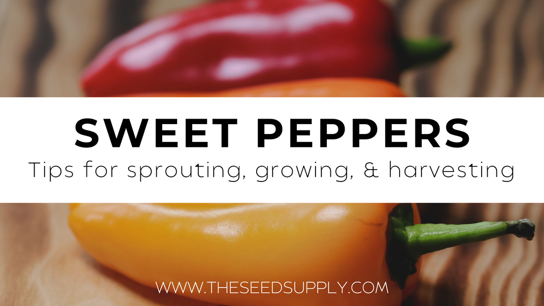 Growing & Caring for Banana Peppers