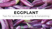 Growing & Caring for Eggplant