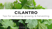 Growing & Caring for Cilantro