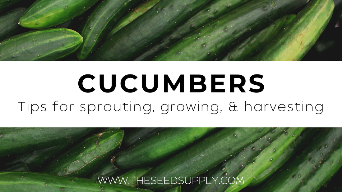 Growing & Caring for Cucumbers