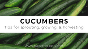 Growing & Caring for Cucumbers