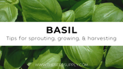 Growing & Caring for Basil
