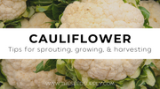 Growing & Caring for Cauliflower