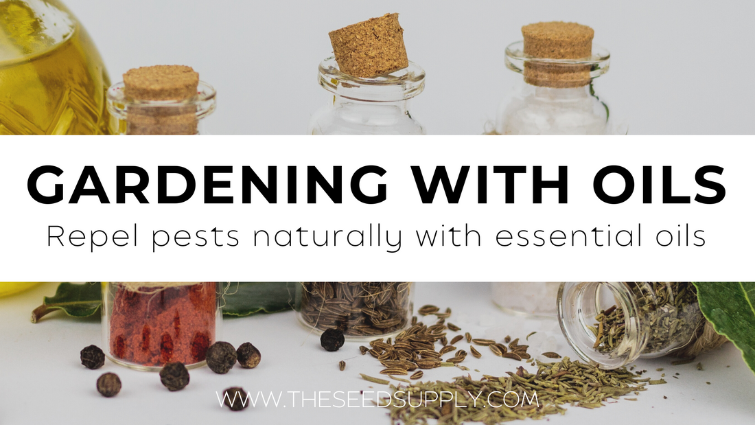 Using Essential Oils in the Garden – The Seed Supply