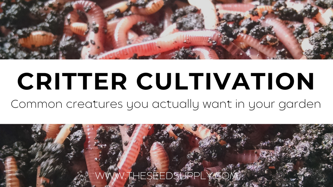 Critter Cultivation | Common garden creatures that actually help your garden