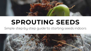 Sprouting Seeds | Our Simple Step-by-Step Guide for Starting Seeds Indoors