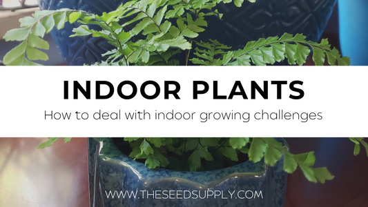 Challenges with Growing Plants Indoors - and How to Deal With Them