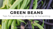 Growing & Caring for Green Beans