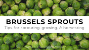Growing & Caring for Brussel Sprouts
