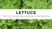 Growing & Caring for Lettuce