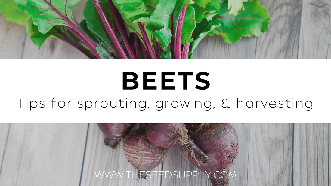 Growing & Caring For Beets