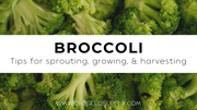 Growing & Caring for Broccoli